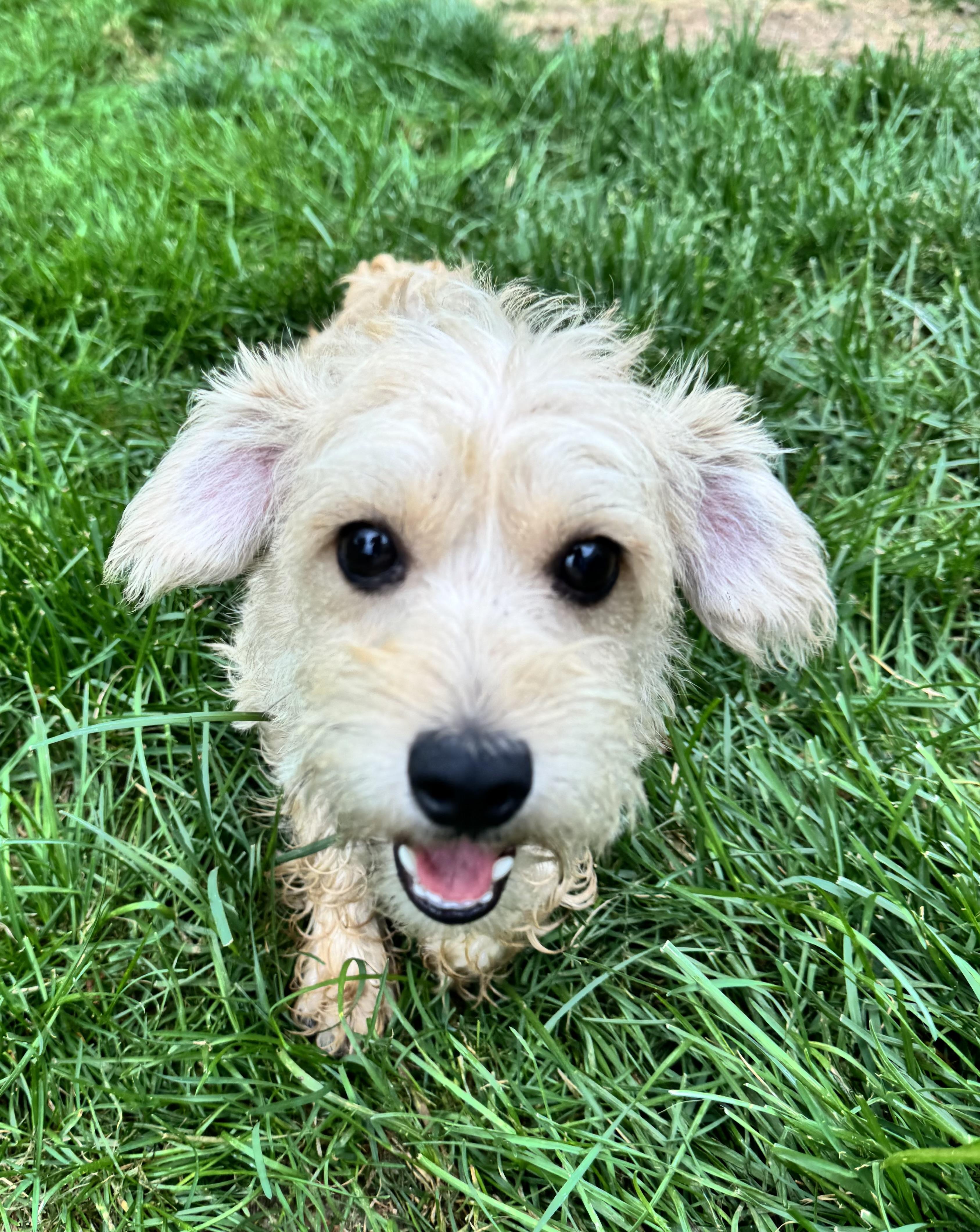 Enlarge Miranda , an adopted mixed breed in Gainesville, VA image 5/6