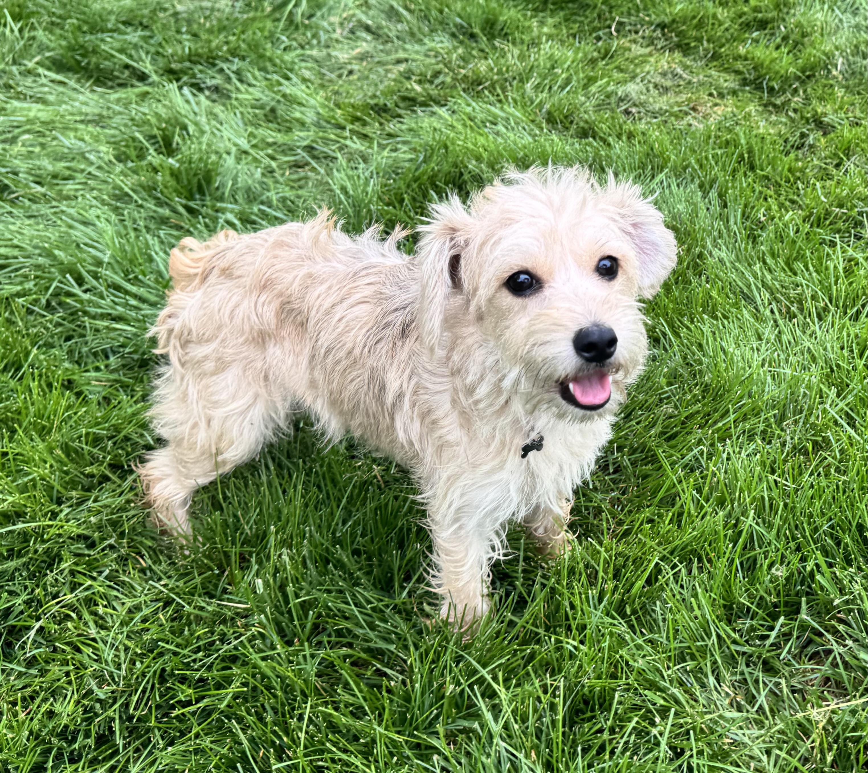 Enlarge Miranda , an adopted mixed breed in Gainesville, VA image 1/6
