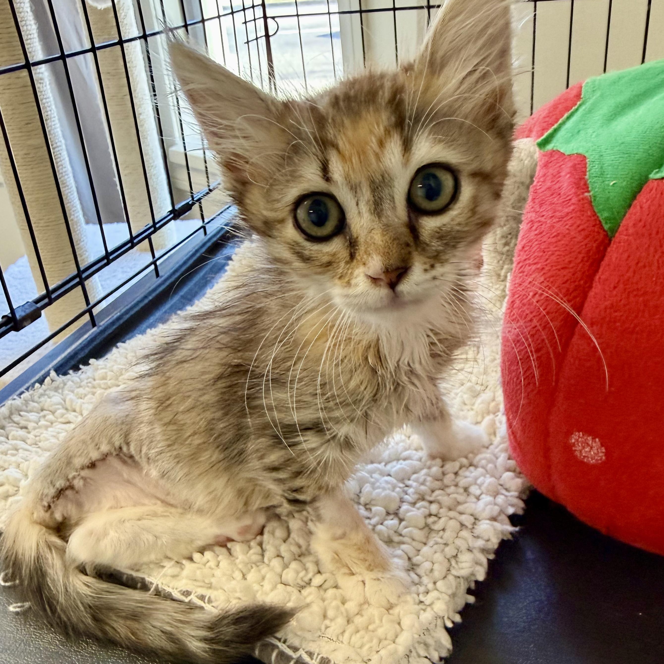 Quinn, Adoptable, Kitten Female Domestic Medium Hair.