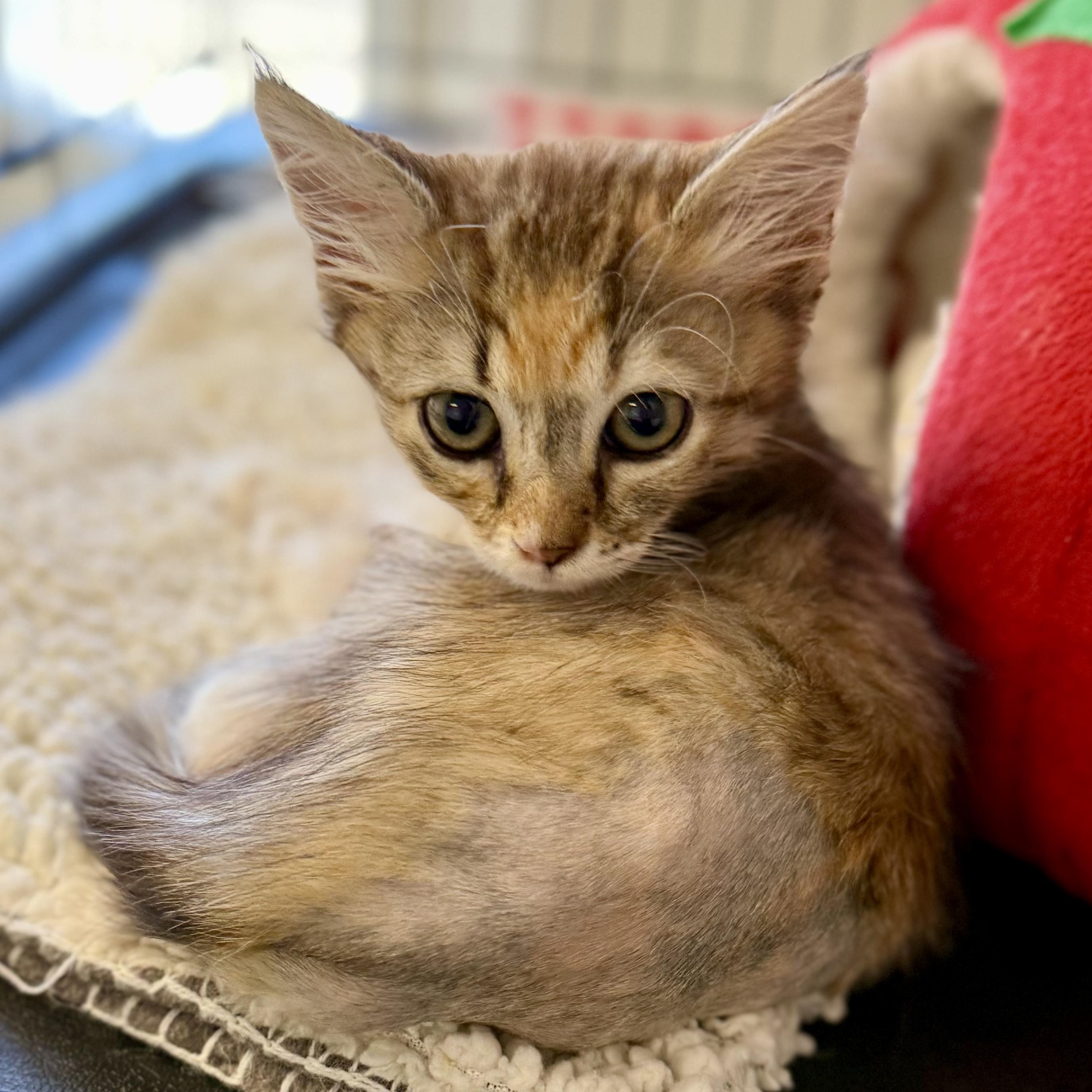 Enlarge Quinn, a Adoptable Domestic Medium Hair in Santa Monica, CA image 2/3