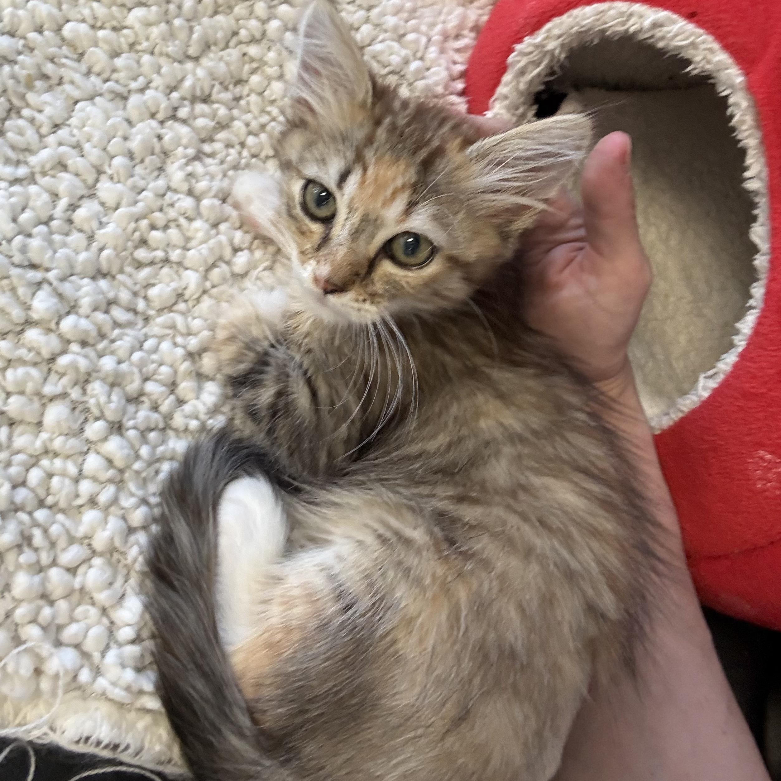 Enlarge Quinn, a Adoptable Domestic Medium Hair in Santa Monica, CA image 3/3