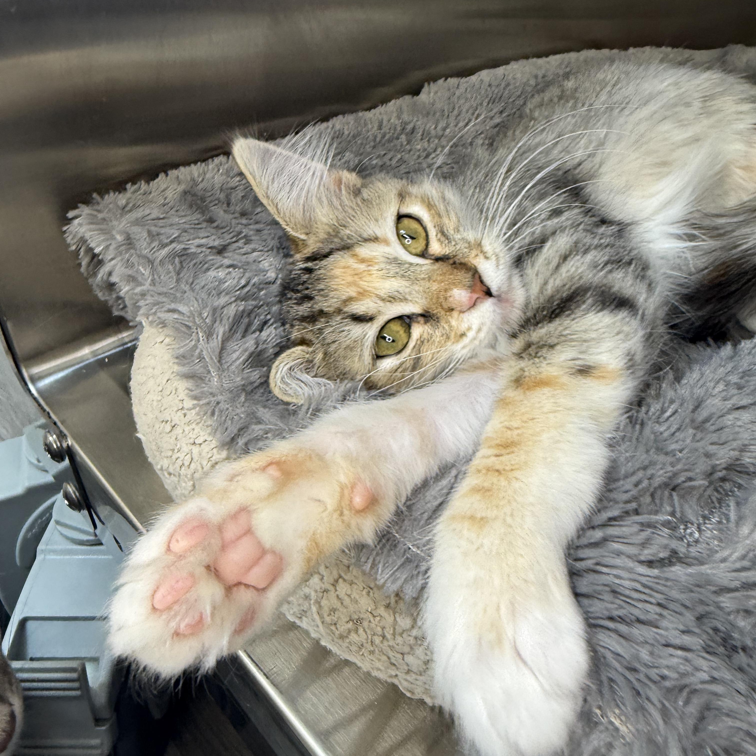Enlarge Quinn, a Adoptable Domestic Medium Hair in Santa Monica, CA image 2/3