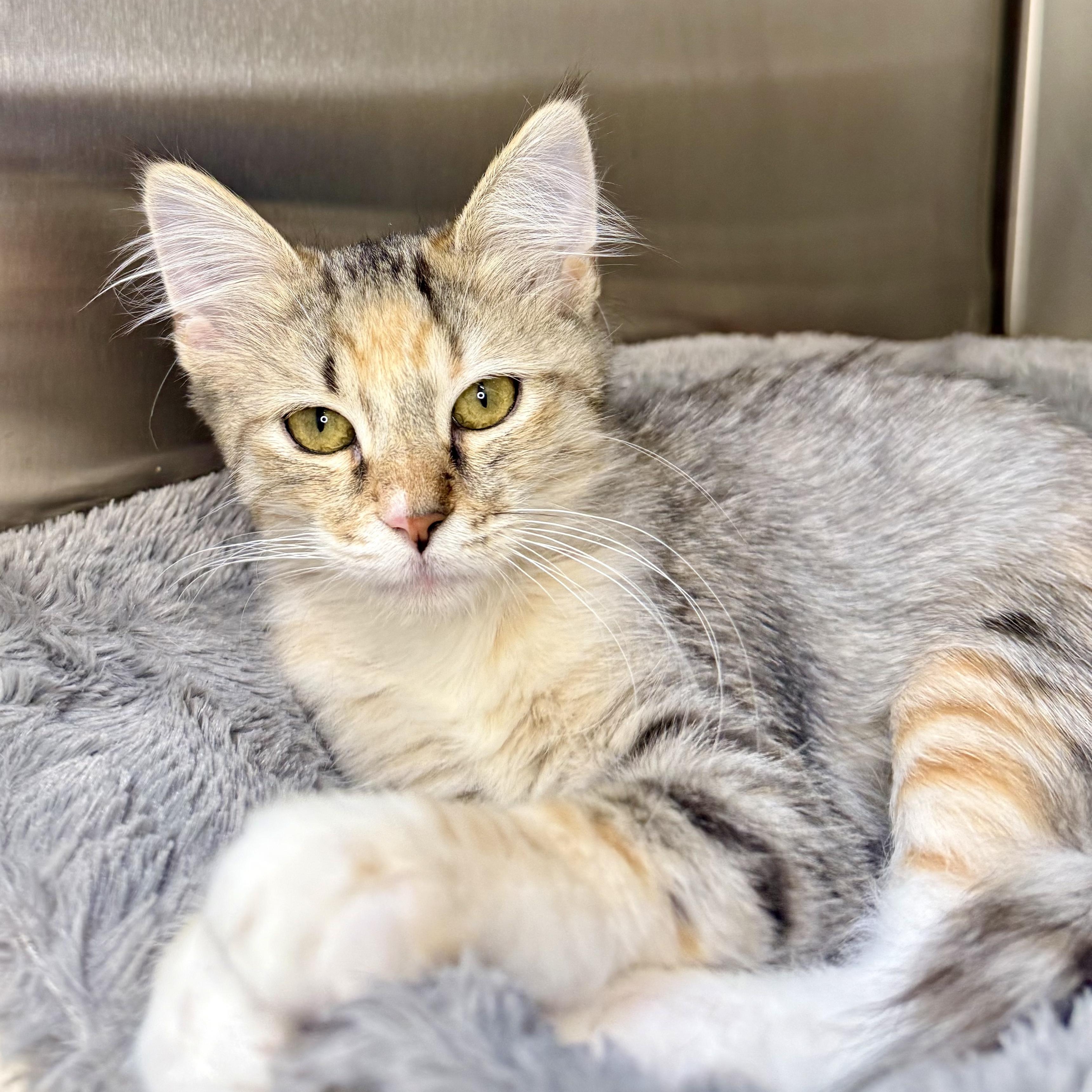 Enlarge Quinn, a Adoptable Domestic Medium Hair in Santa Monica, CA image 3/3