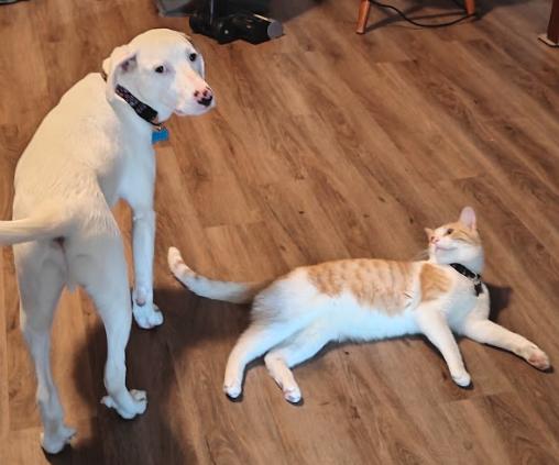 Andy, an adopted mixed breed in Orland Park, IL image 2/6