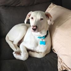 Andy, an adopted mixed breed in Orland Park, IL image 5/6