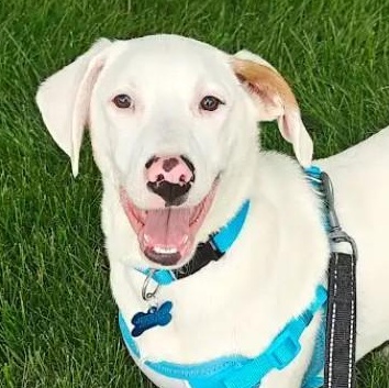 Andy, adopted, Puppy Male Labrador Retriever.