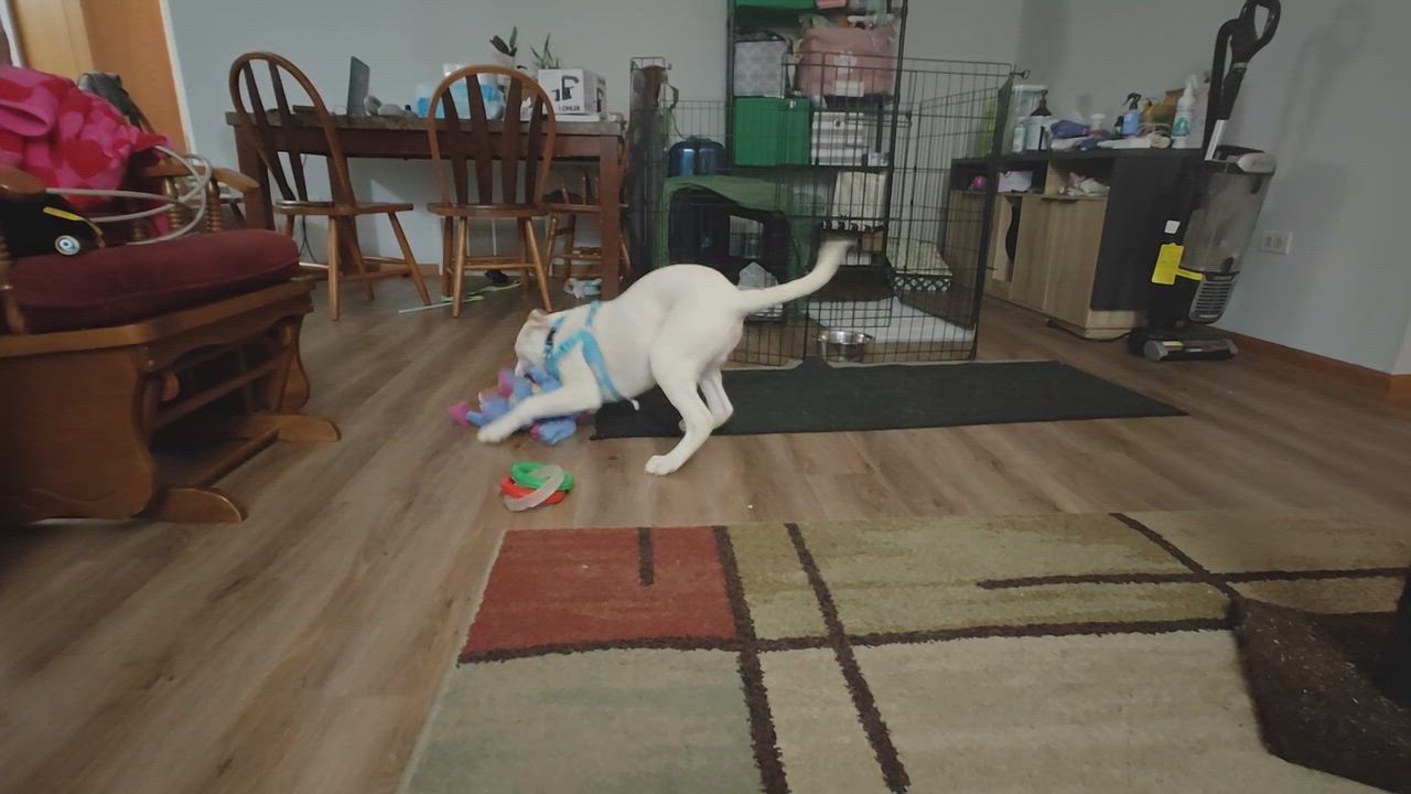 Enlarge Andy, an adopted mixed breed in Orland Park, IL video 3/6
