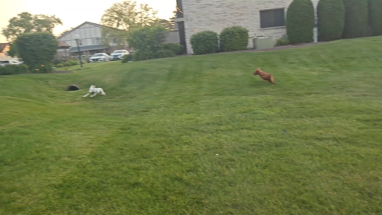 Enlarge Andy, an adopted mixed breed in Orland Park, IL video 6/6