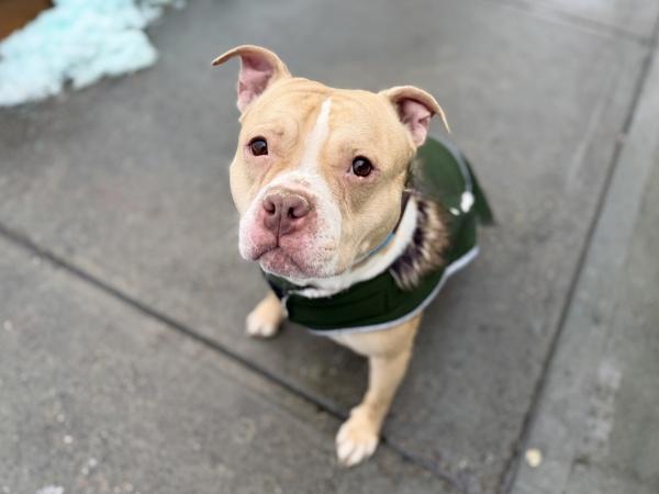 Orange Yogurt — thumbnail 2