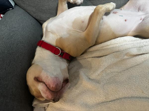 Orange Yogurt — thumbnail 3