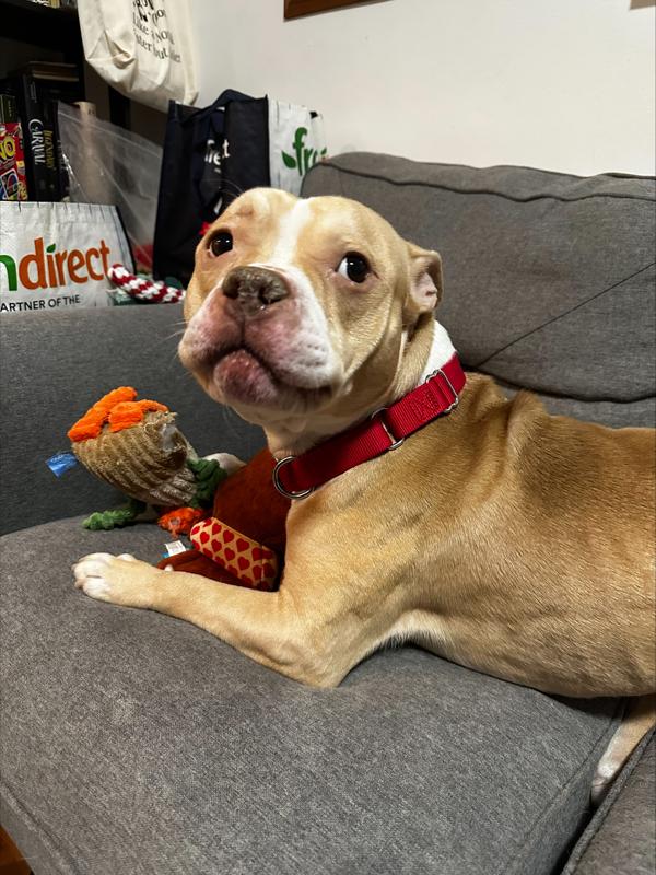 Orange Yogurt — thumbnail 4