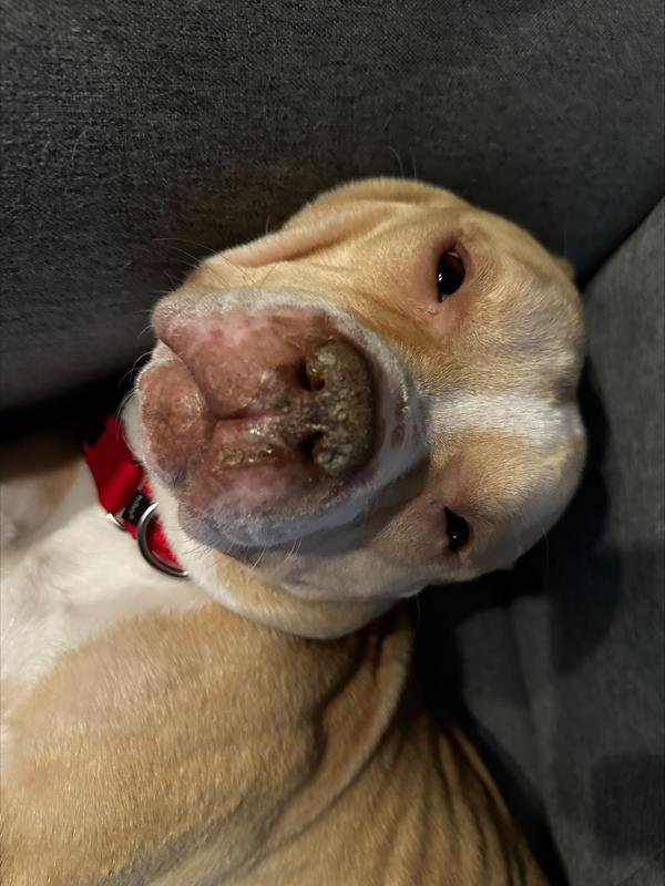 Orange Yogurt — thumbnail 5