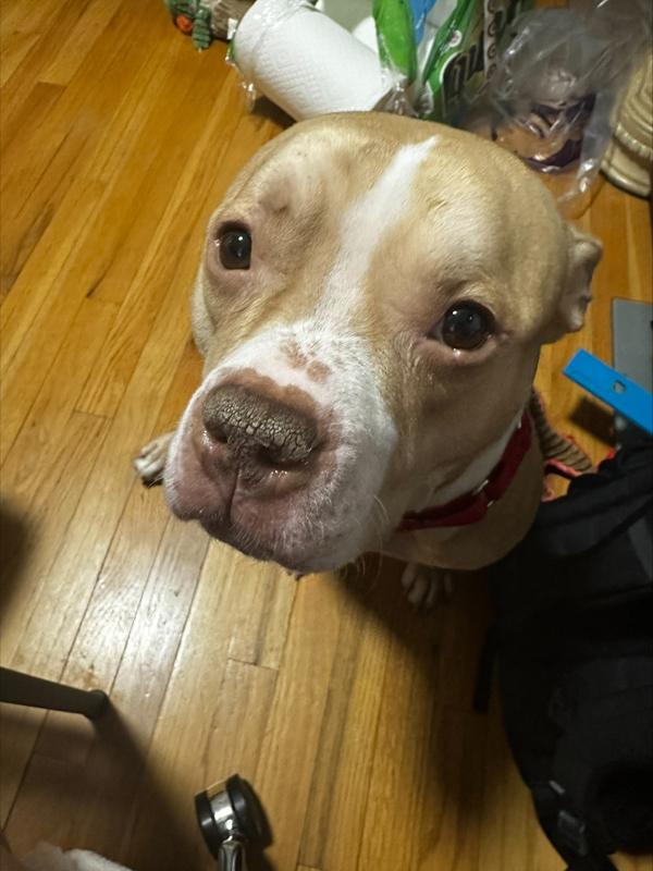 Orange Yogurt — thumbnail 6