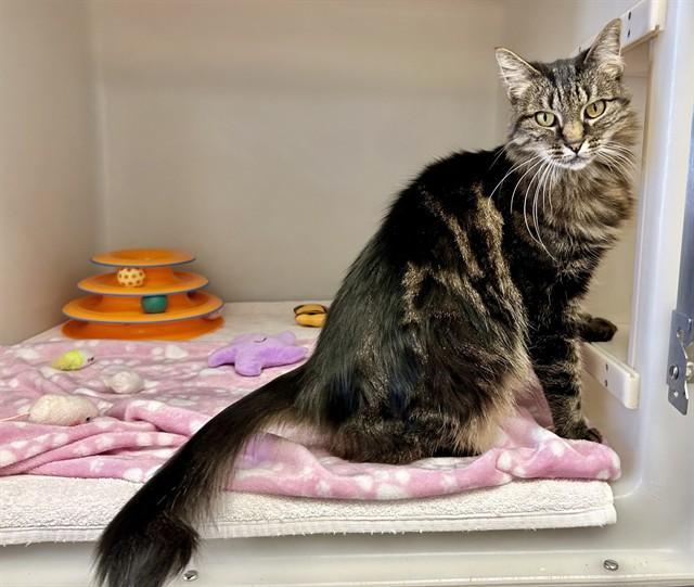 Enlarge BOBO, a Adoptable Domestic Long Hair in Salinas, CA image 1/1