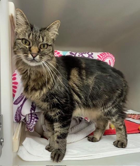 BOBO, Adoptable, Adult Female Domestic Long Hair.