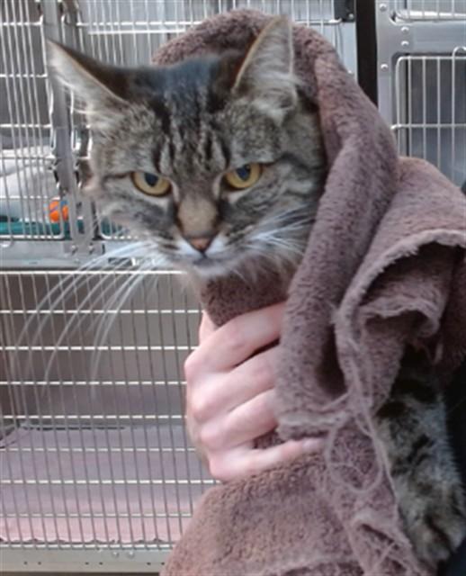 BOBO, Adoptable, Adult Female Domestic Long Hair.