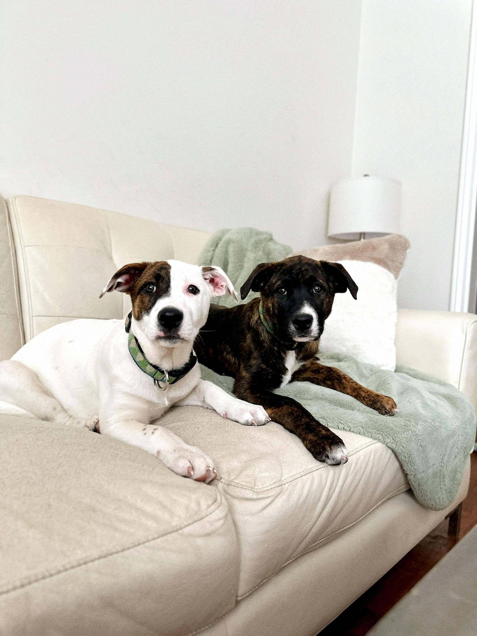 Enlarge Stevie, an adopted mixed breed in London, ON image 2/5