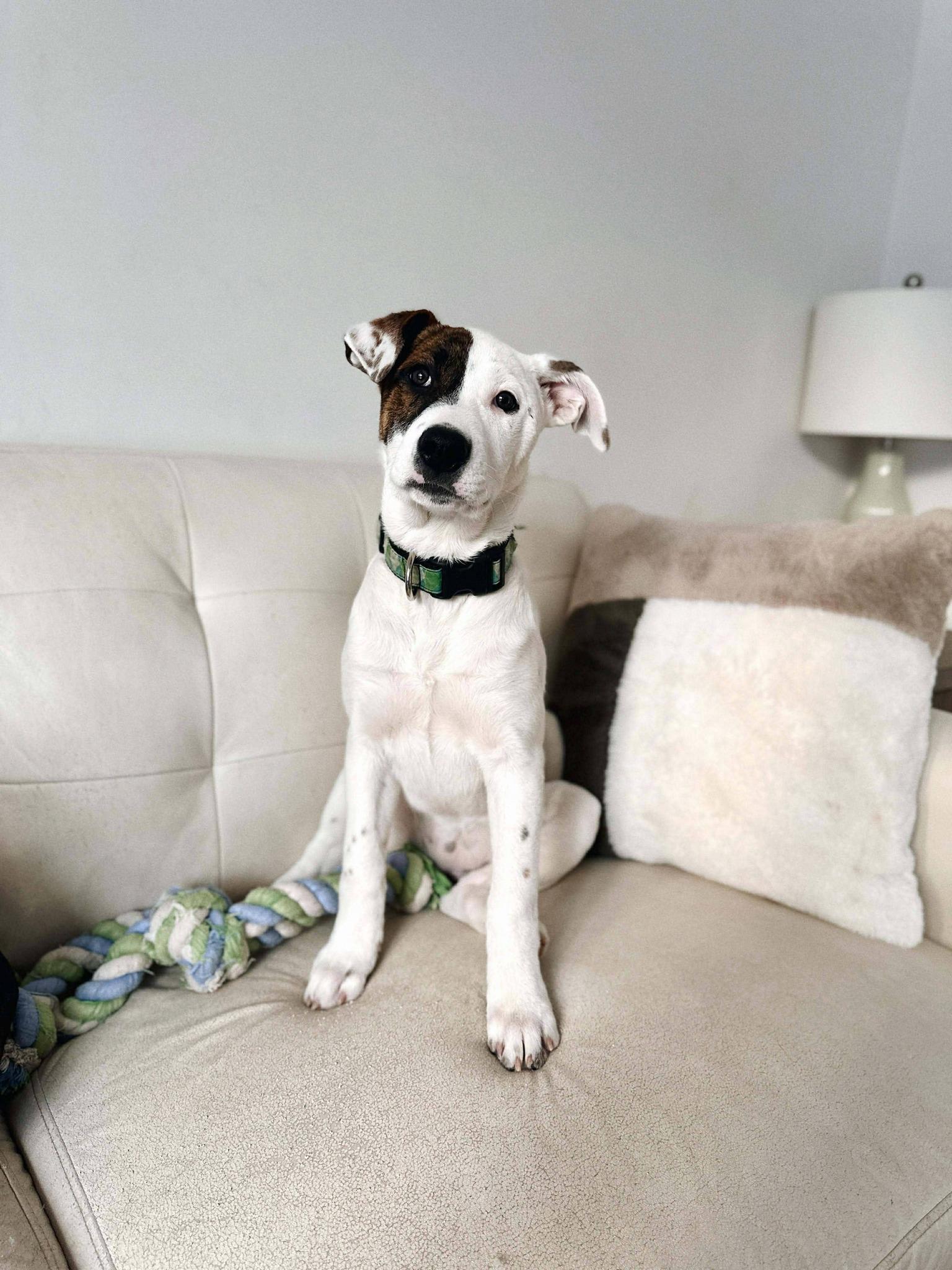 Enlarge Stevie, an adopted mixed breed in London, ON image 1/5