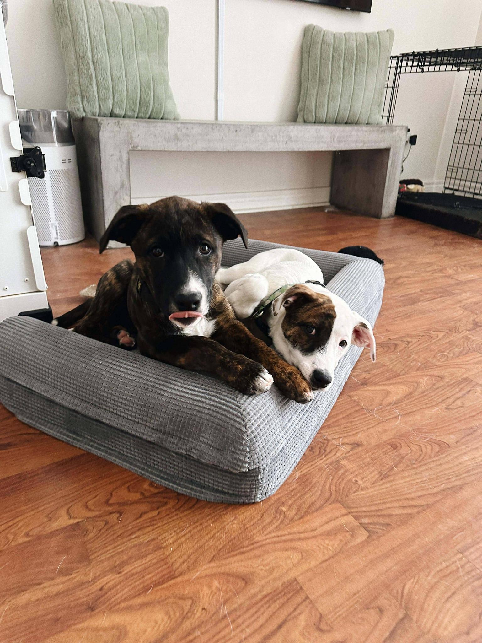 Enlarge Stevie, an adopted mixed breed in London, ON image 5/5