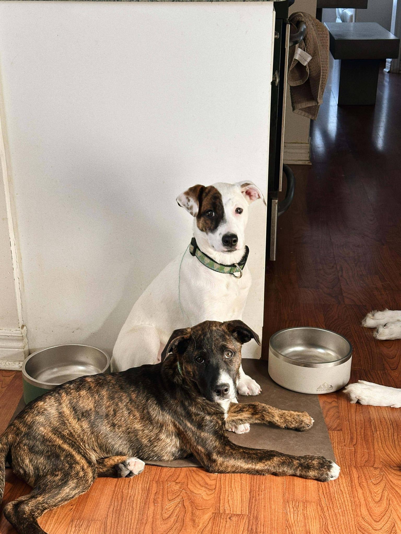 Enlarge Stevie, an adopted mixed breed in London, ON image 4/5