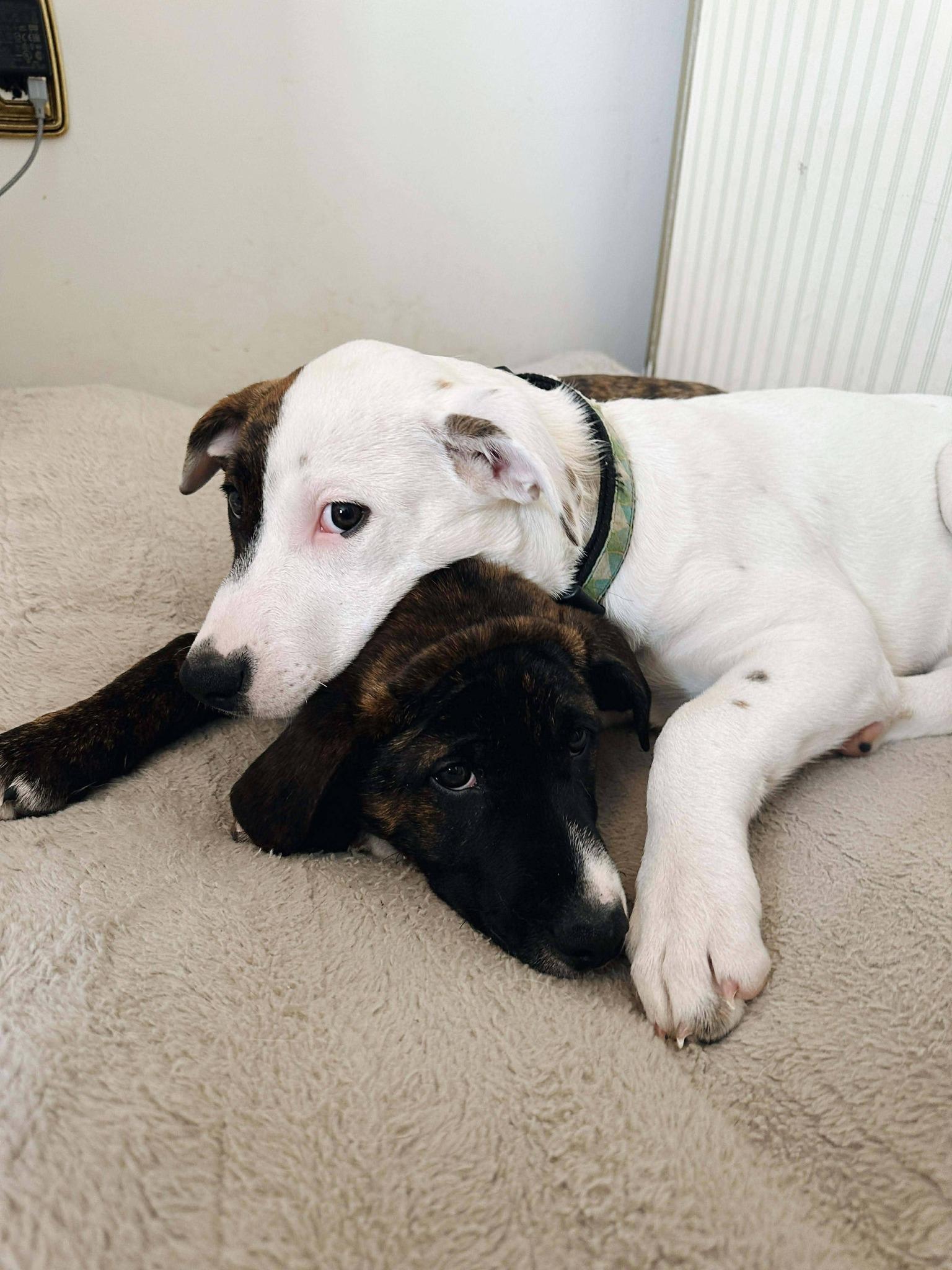 Enlarge Stevie, an adopted mixed breed in London, ON image 3/5