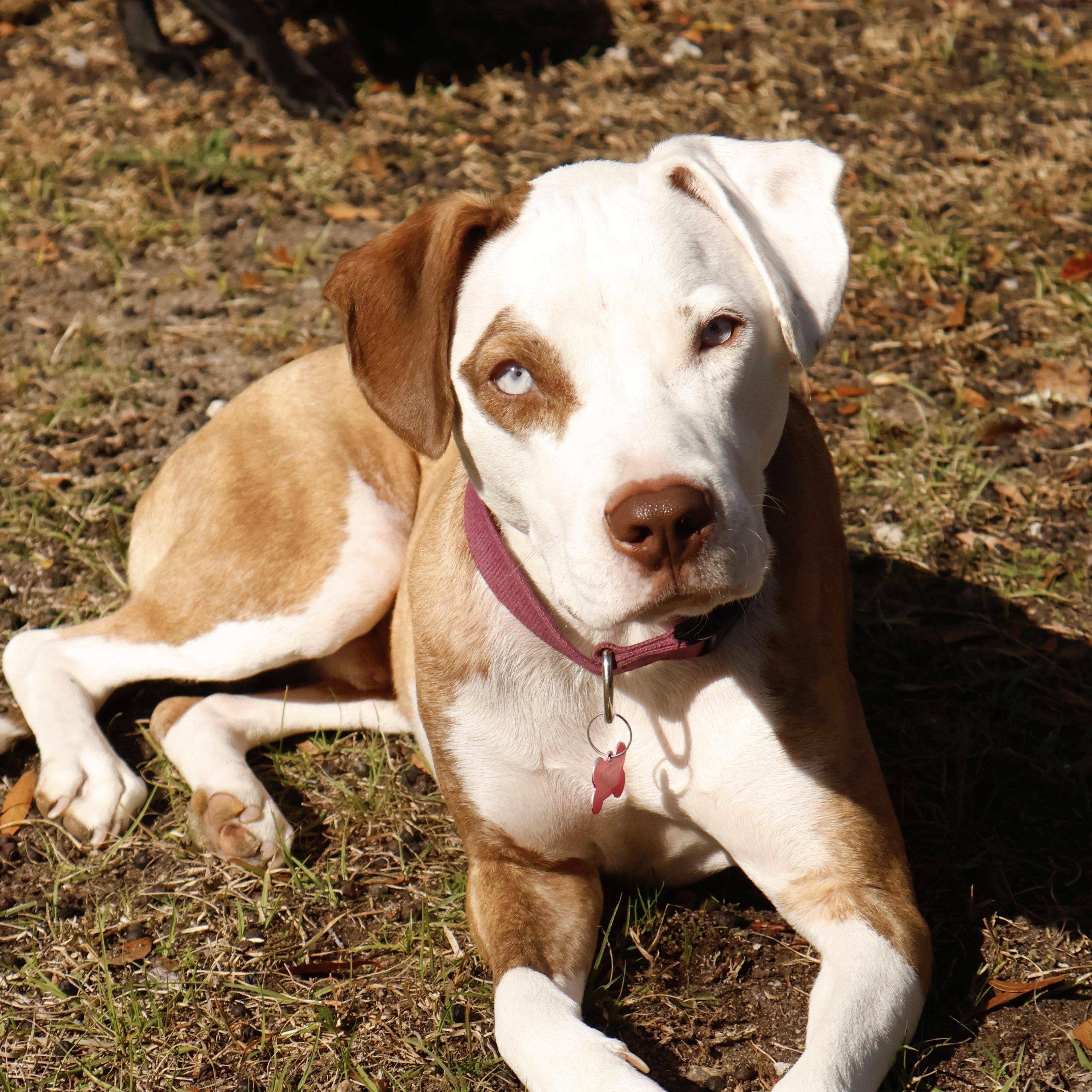 Helmet — thumbnail 4