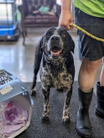 Enlarge Buchanan, a Adoptable mixed breed in La Harpe, KS image 1/3