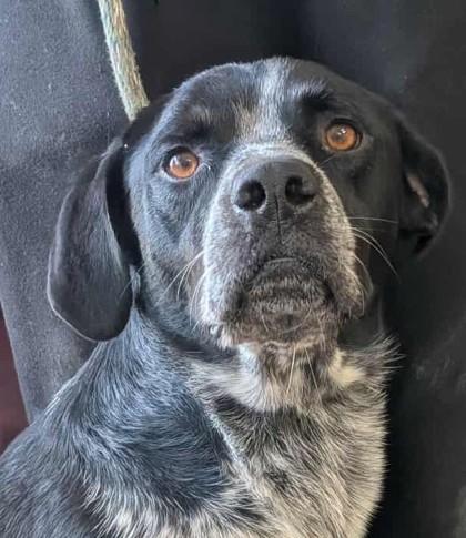 Enlarge Buchanan, a Adoptable mixed breed in La Harpe, KS image 2/3