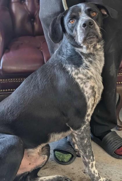 Enlarge Buchanan, a Adoptable mixed breed in La Harpe, KS image 3/3
