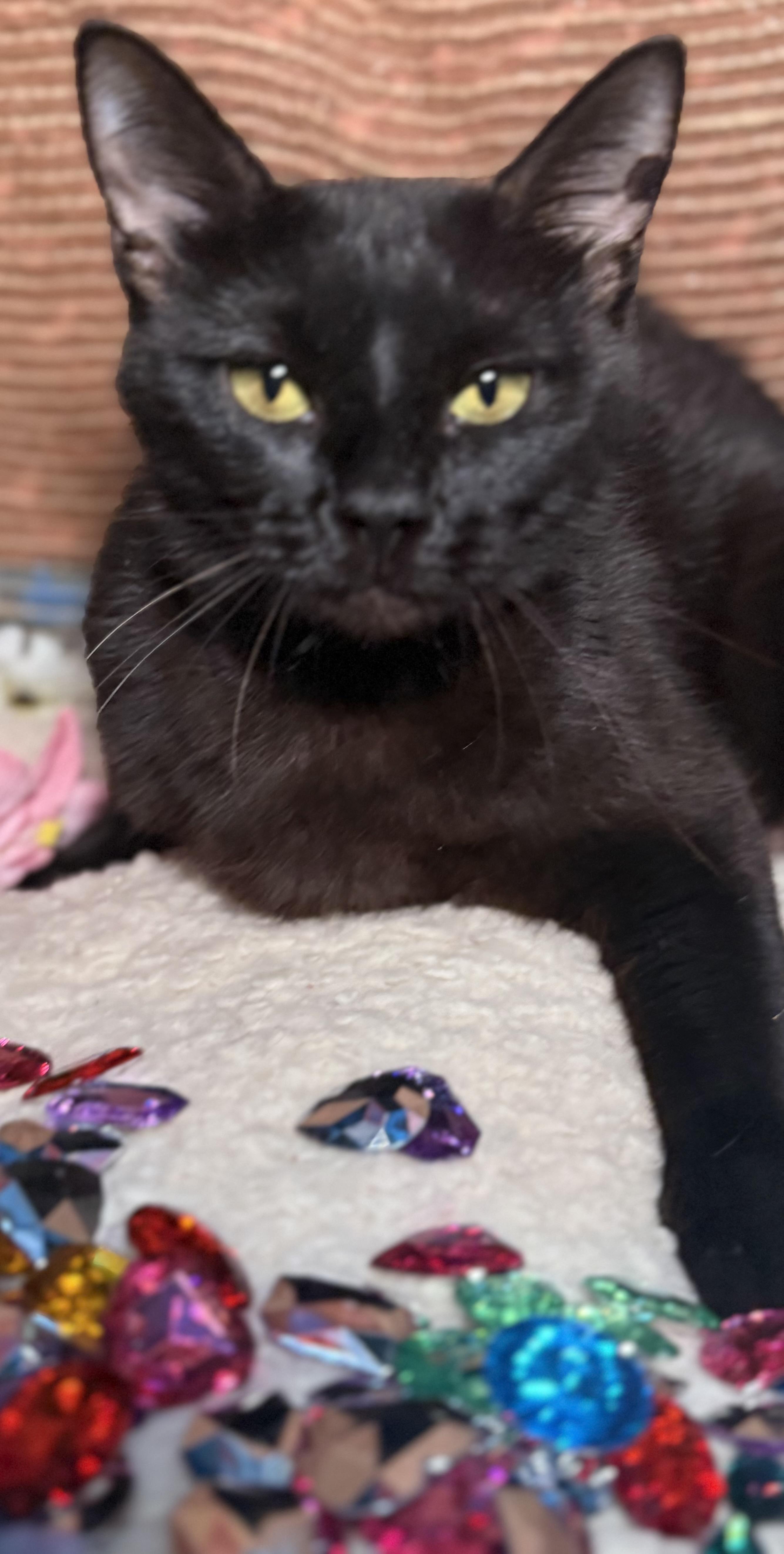 Enlarge Luna, an adopted Domestic Short Hair in Ocean Springs, MS image 4/4