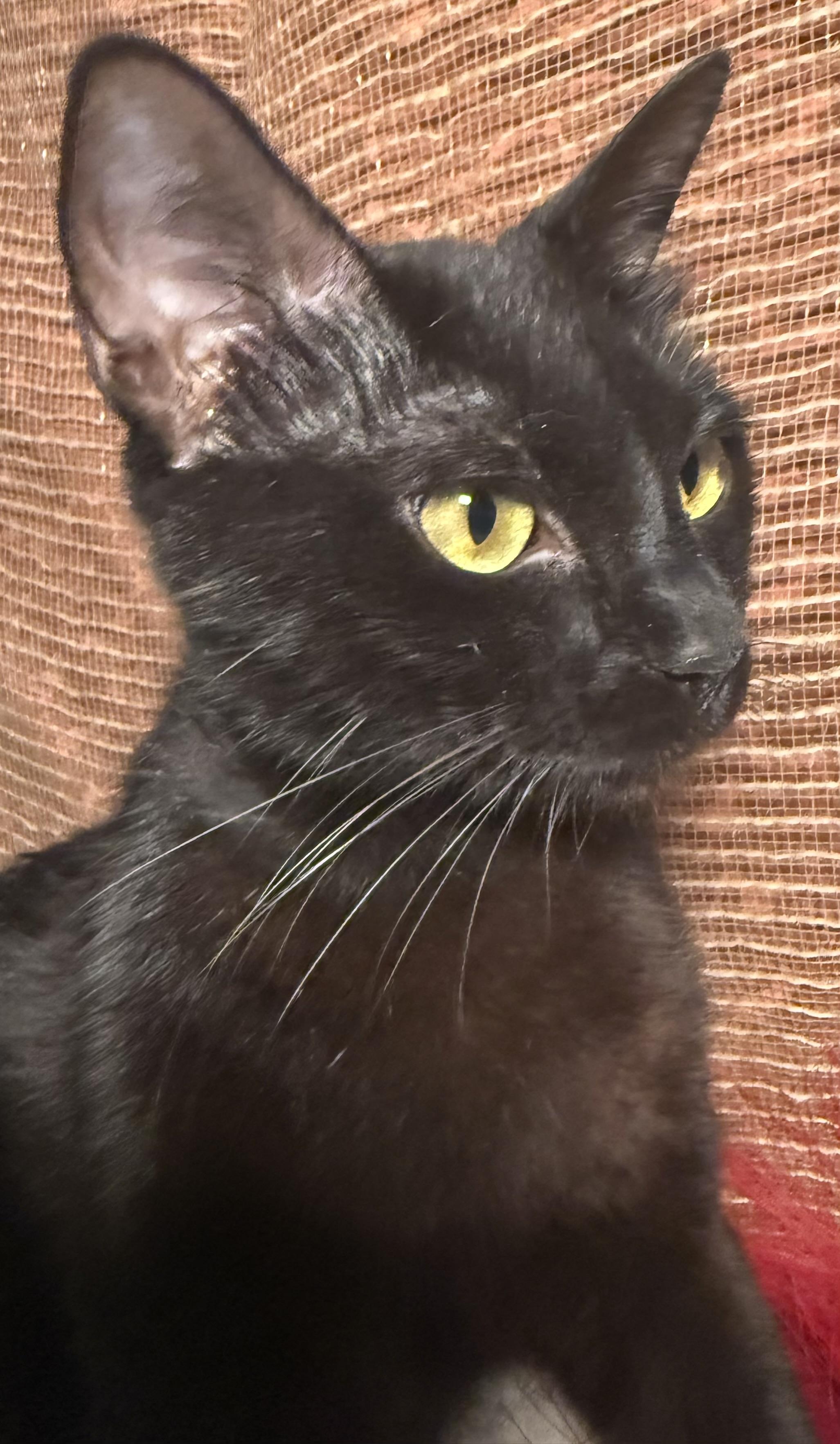 Enlarge Luna, an adopted Domestic Short Hair in Ocean Springs, MS image 2/4