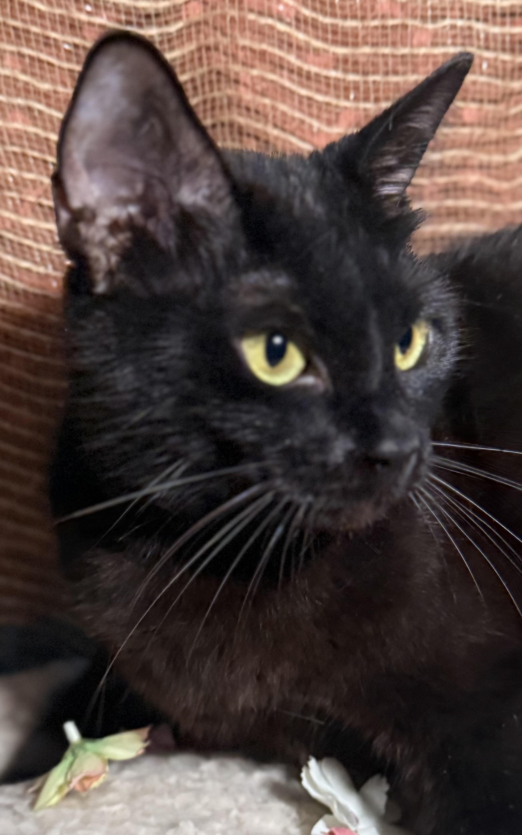 Enlarge Luna, an adopted Domestic Short Hair in Ocean Springs, MS image 1/4