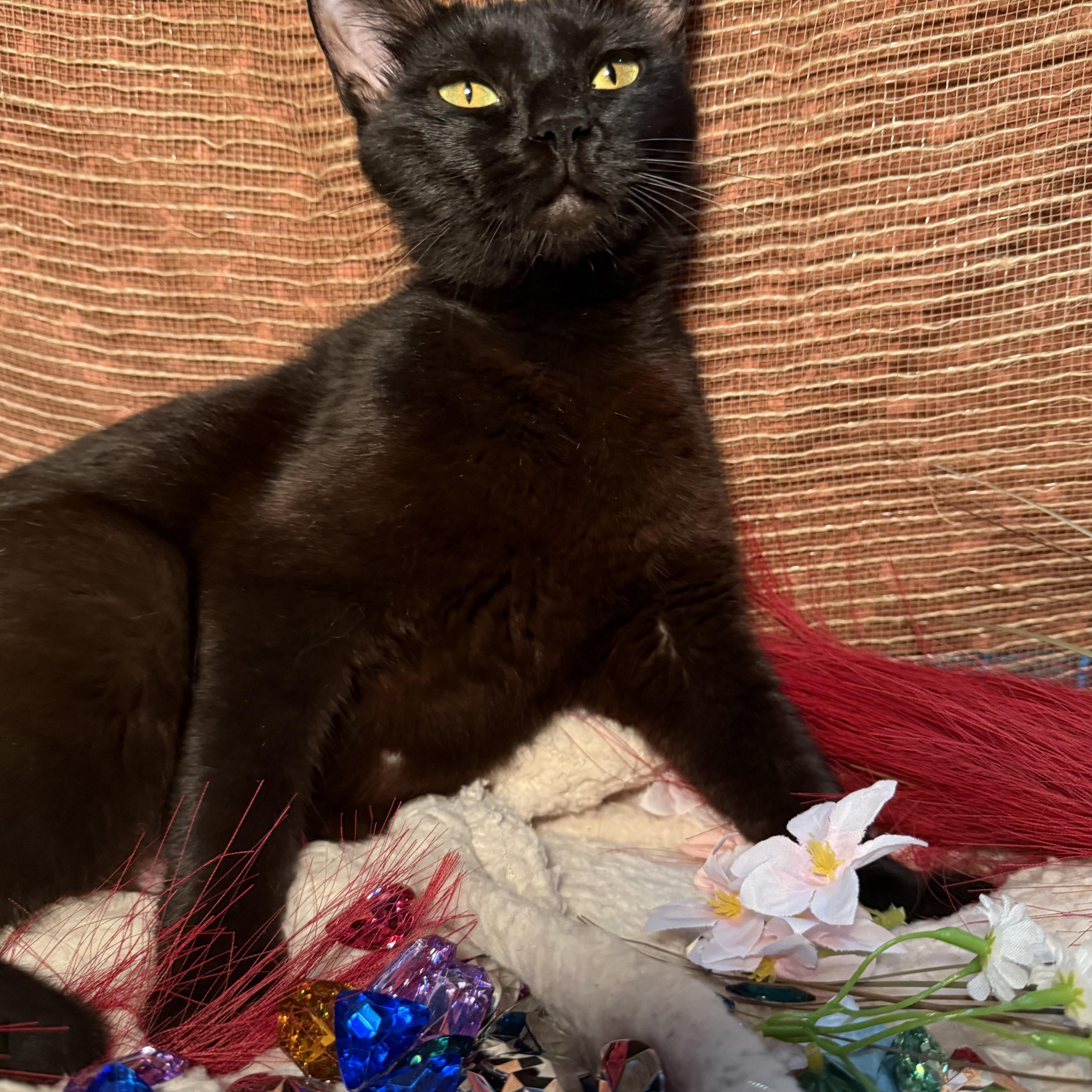 Enlarge Luna, an adopted Domestic Short Hair in Ocean Springs, MS image 3/4
