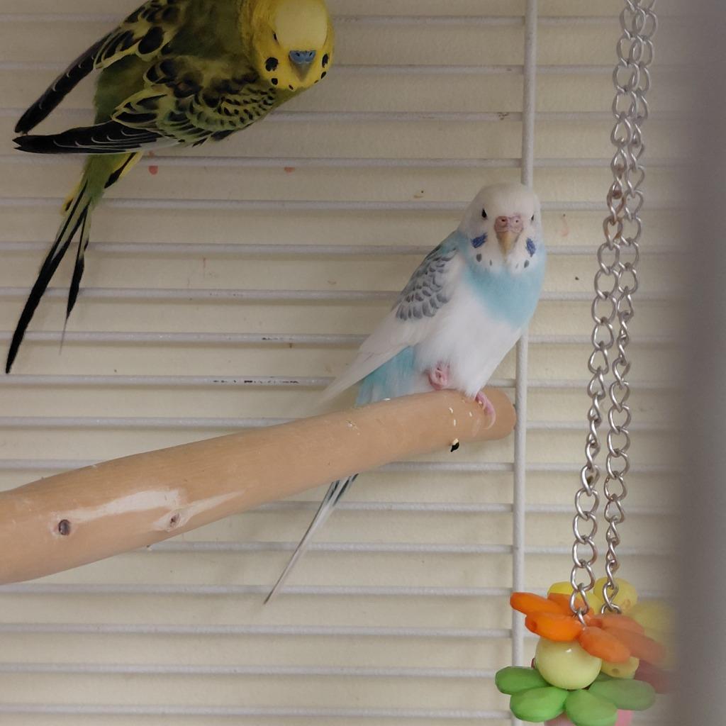 08, Adoptable, Young Male Parakeet (Other).