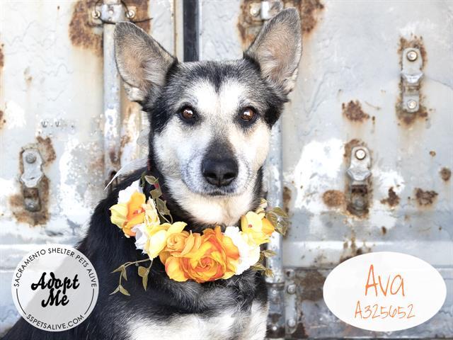 AVA, Adoptable, Adult Female German Shepherd Dog.