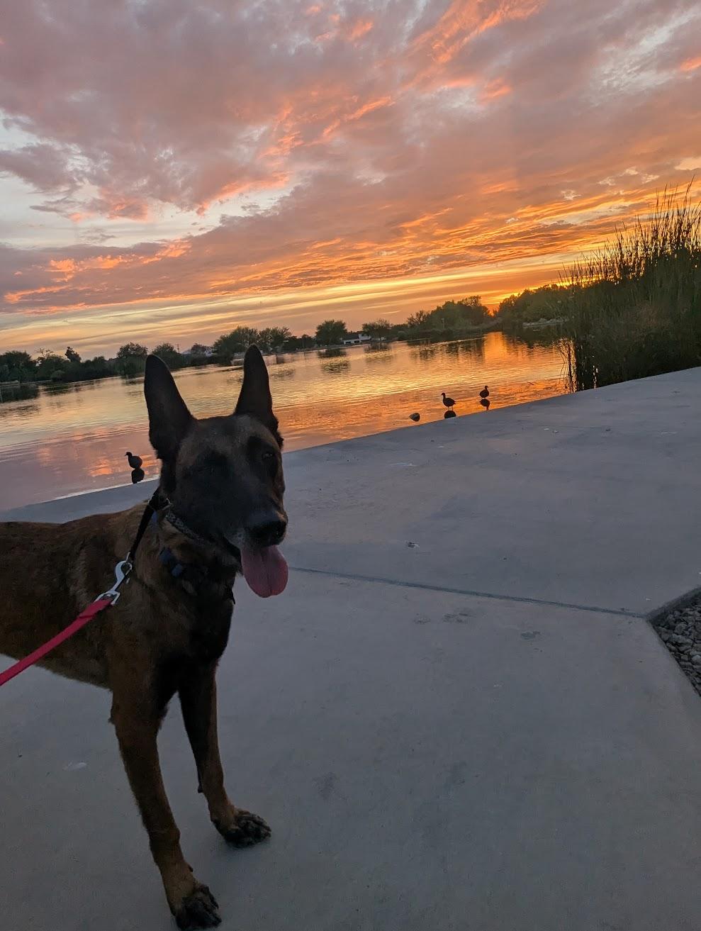 Jordan, Adoptable, Adult Male Belgian Shepherd / Malinois.