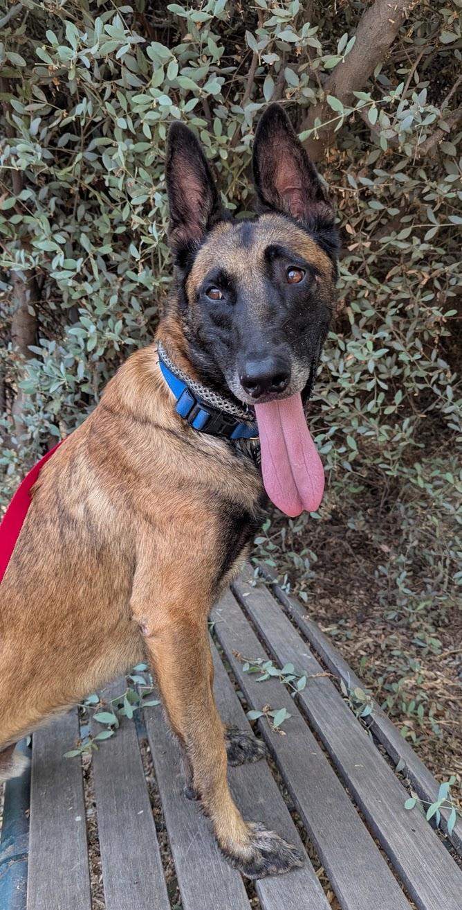 Enlarge Jordan, a Adoptable Belgian Shepherd / Malinois in Vancouver, WA image 2/6