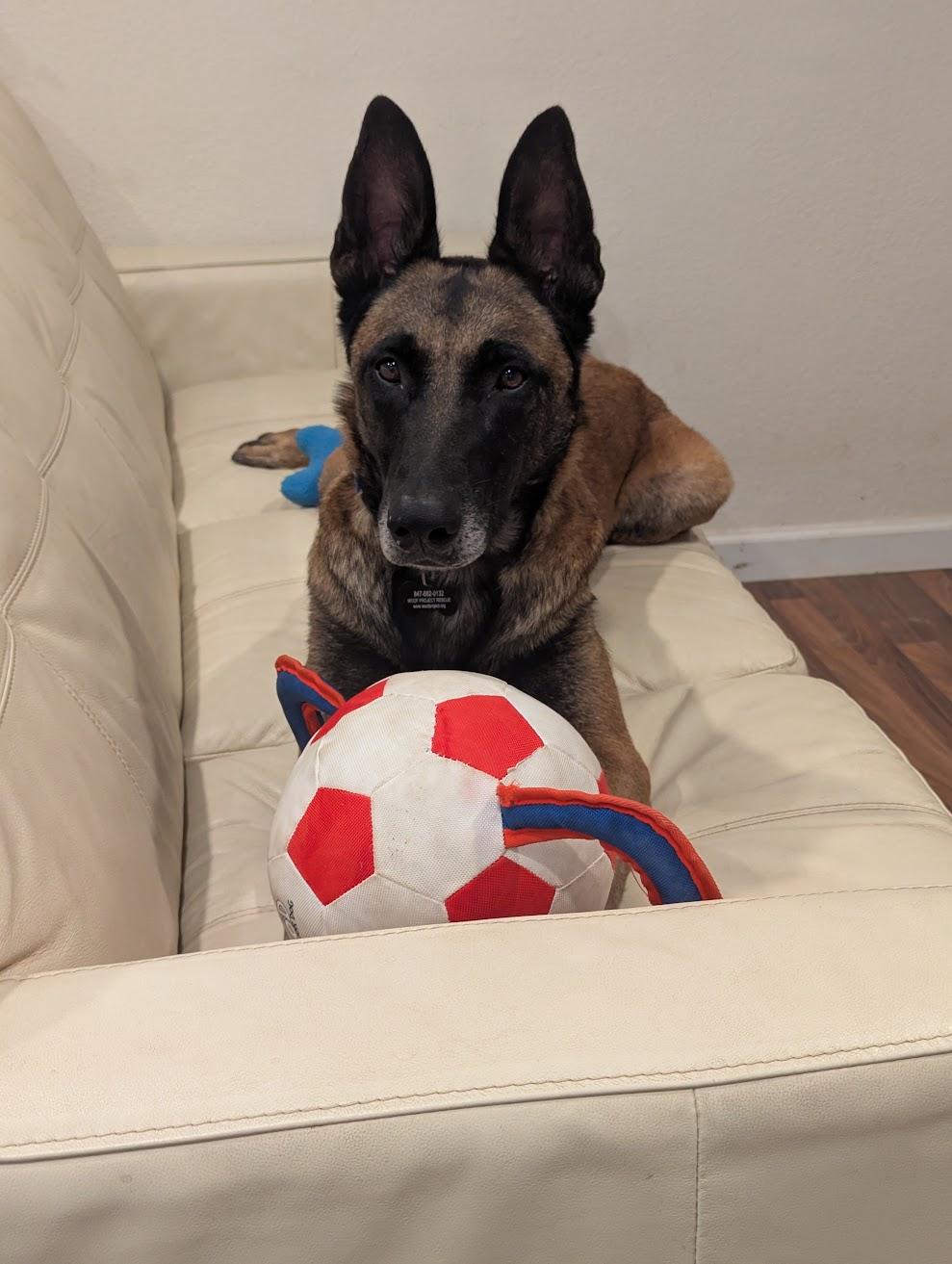 Enlarge Jordan, a Adoptable Belgian Shepherd / Malinois in Vancouver, WA image 3/6