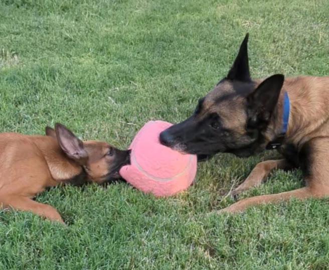 Enlarge Jordan, a Adoptable Belgian Shepherd / Malinois in Vancouver, WA image 4/6