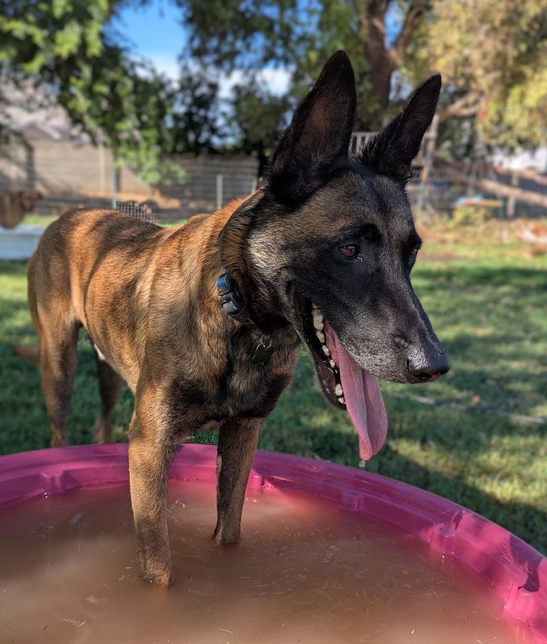 Enlarge Jordan, a Adoptable Belgian Shepherd / Malinois in Vancouver, WA image 5/6