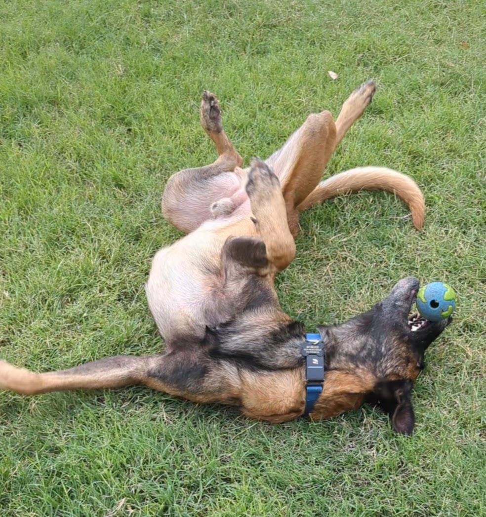 Enlarge Jordan, a Adoptable Belgian Shepherd / Malinois in Vancouver, WA image 6/6