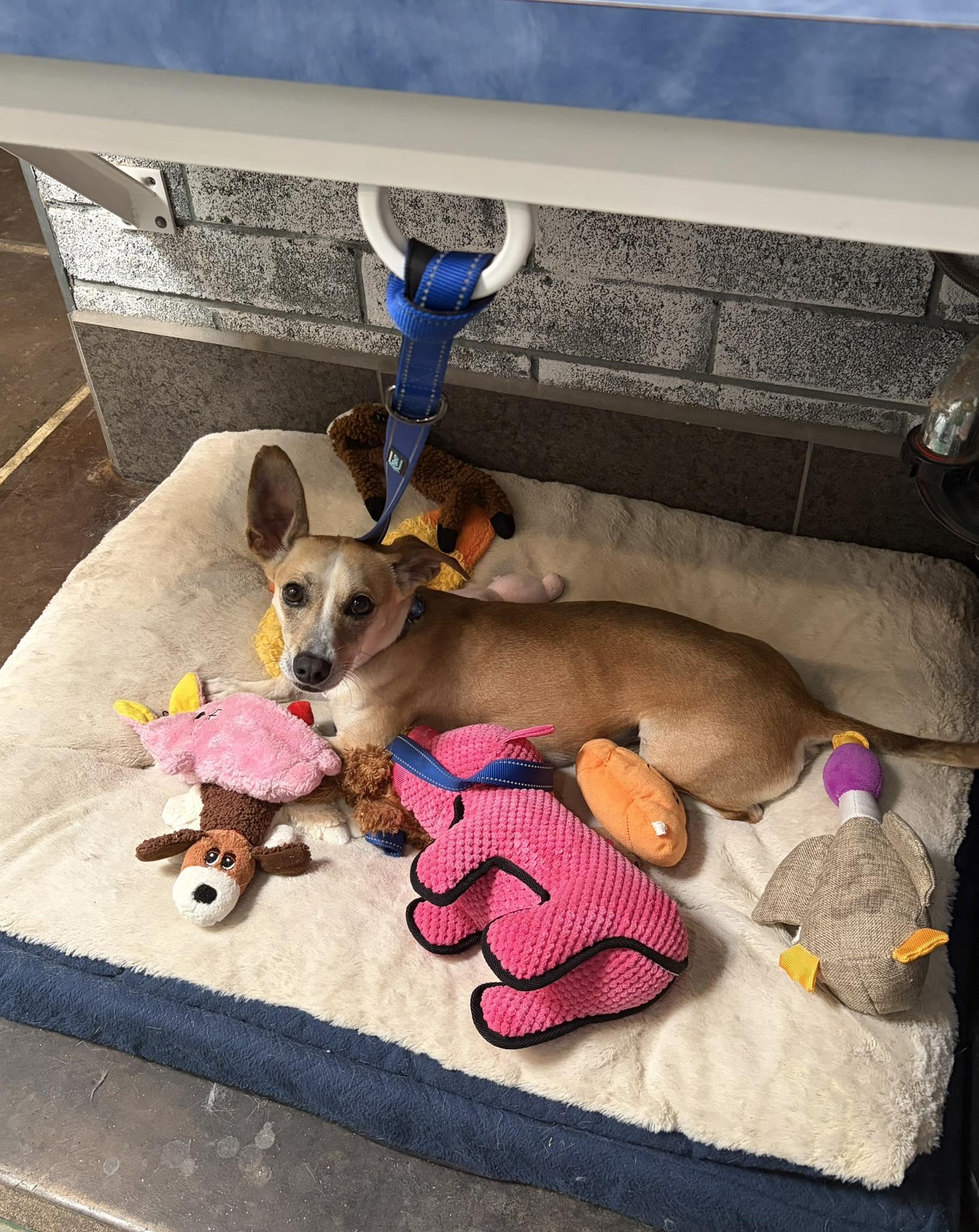 Enlarge Sly, a ADOPTABLE mixed breed in Phoenix, AZ image 2/6