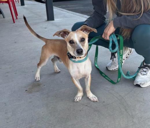 Enlarge Sly, a ADOPTABLE mixed breed in Phoenix, AZ image 3/6