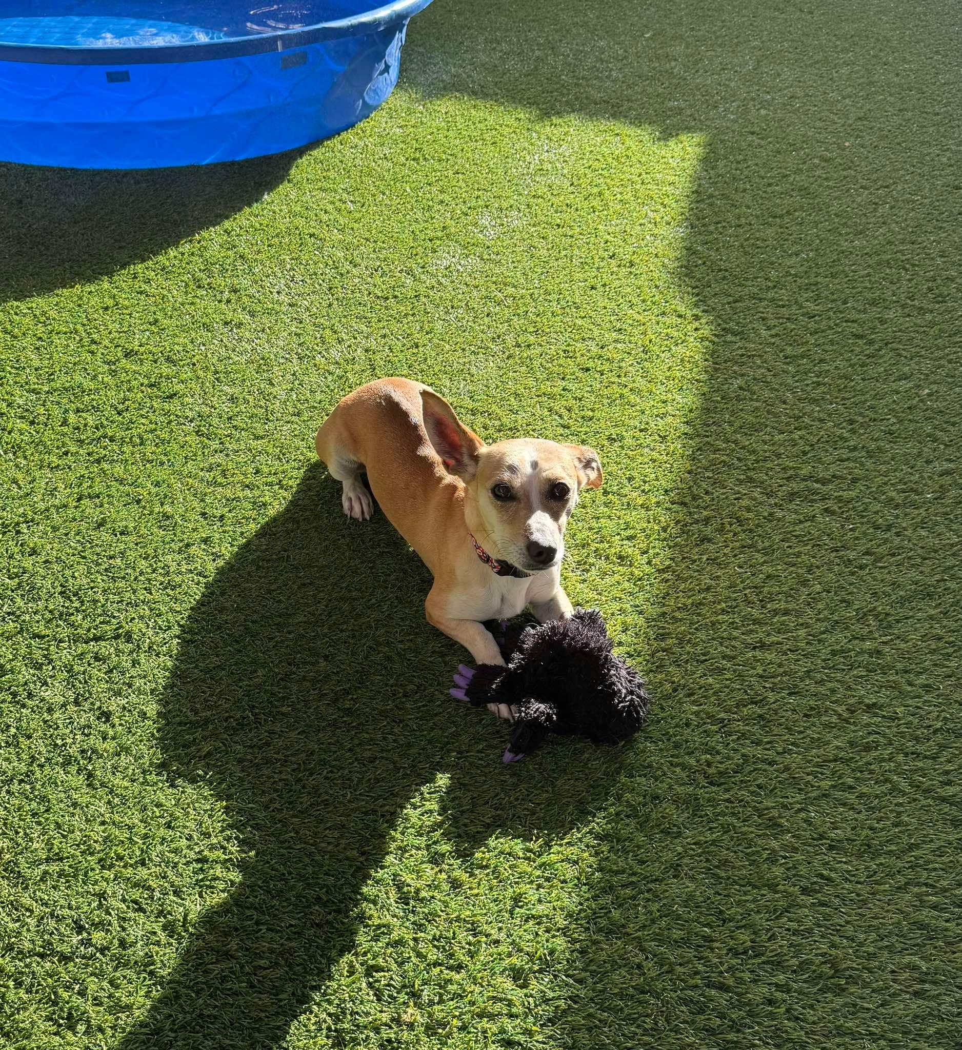 Sly, ADOPTABLE, Adult Male Dachshund.