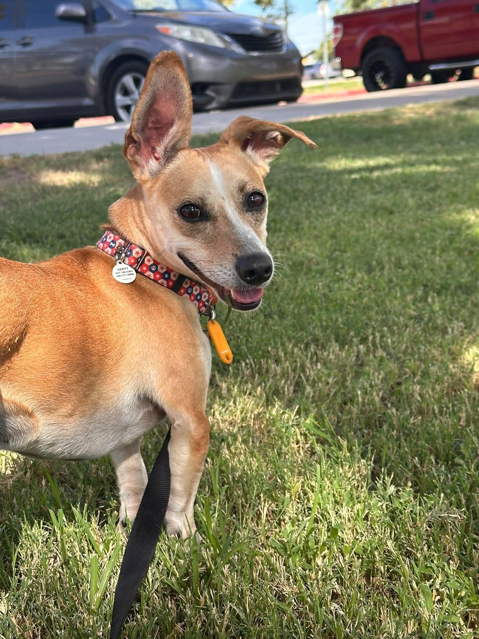 Sly, ADOPTABLE, Adult Male Dachshund.