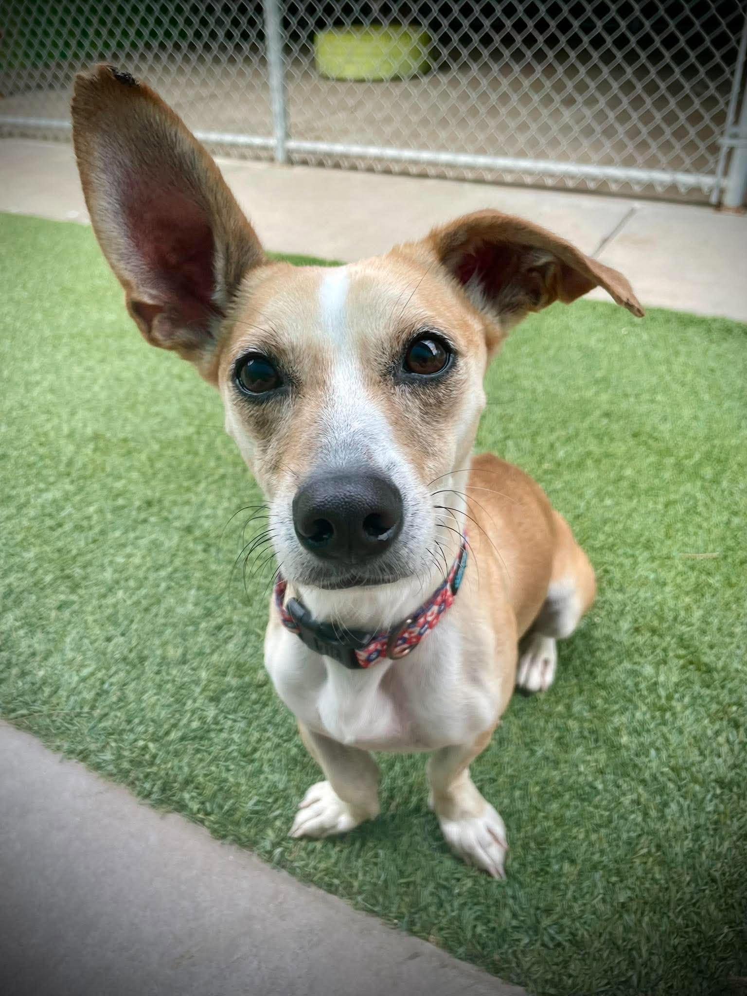 Enlarge Sly, a Adopted mixed breed in Phoenix, AZ image 1/6