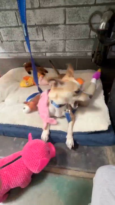 Enlarge Sly, a ADOPTABLE mixed breed in Phoenix, AZ video 6/6