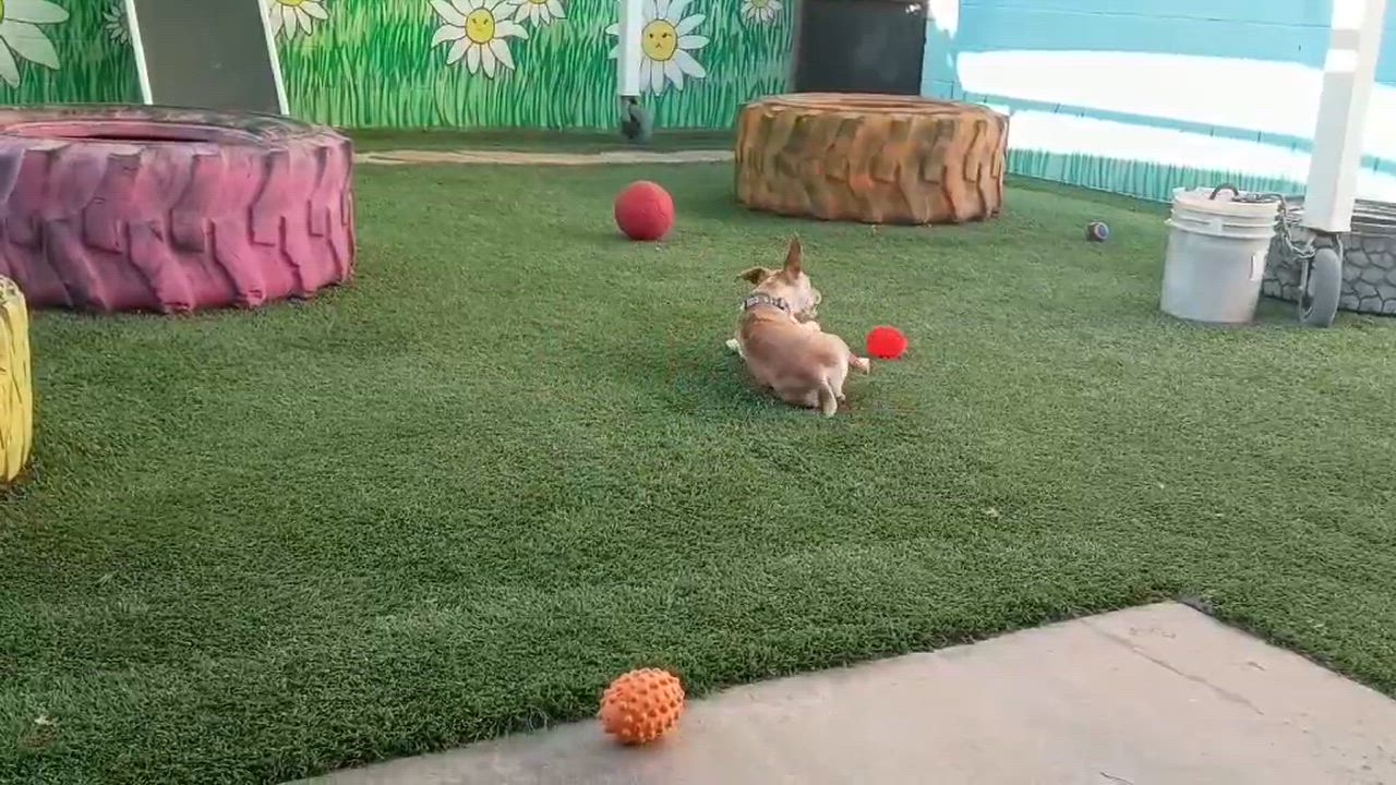 Enlarge Sly, a ADOPTABLE mixed breed in Phoenix, AZ video 5/6
