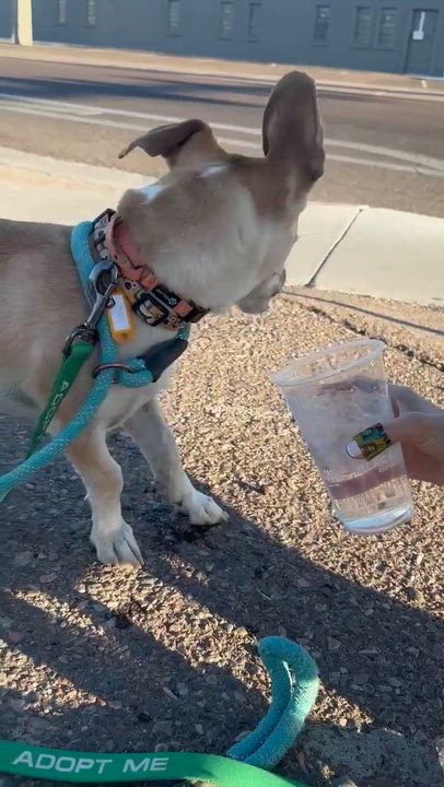 Enlarge Sly, a ADOPTABLE mixed breed in Phoenix, AZ video 4/6