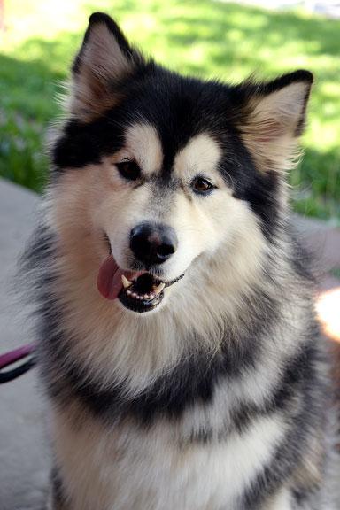 Enlarge Appa, an adopted Alaskan Malamute in Fort Leavenworth, KS image 2/5